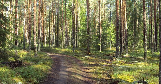 Руководитель Рослесхоза Сергей Аноприенко высоко оценил работу по восстановлению лесов в Новгородской области