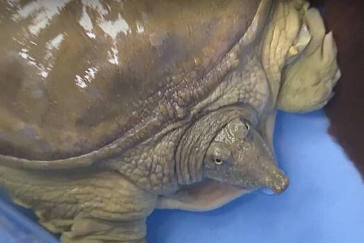 Спасенной краснокнижной черепахе в Приморье нашли новый дом