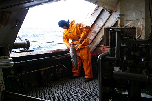 Российские рыбаки вылавливают молодь трески, нанося вред популяции