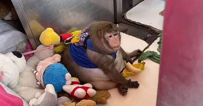 Вы только посмотрите на эту круглую обезьяну! Вот как ее раскормили на рынке в Таиланде
