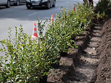 В Новосибирске защищают газоны от машин: полусферы, камеры и «зелёный барьер»