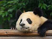 В Китае задержали двух мужчин за распространение дезинформации о больших пандах