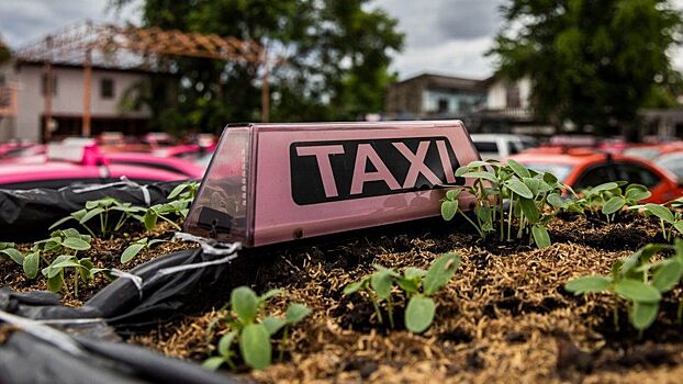 Брошенные в Бангкоке такси превратились в огороды