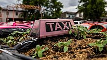 Брошенные в Бангкоке такси превратились в огороды