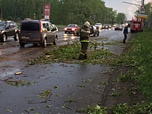 СК проверит действия должностных лиц после падения тополя на жителя Урала во время урагана