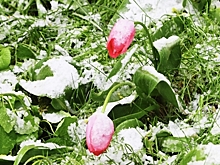 Синоптик Леус: В Москве климатическая весна наступит 21 марта