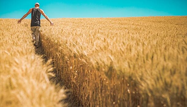 Донской производитель недостоверно задекларировал 100 тонн проса