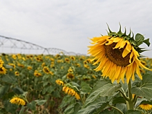 Какие прогнозы дают эксперты по урожайности технических культур