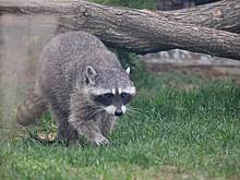 Минприроды Краснодарского края отреагировало на сообщения об отстреле енотов