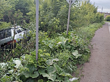 Новокузнечанка обнаружила брошенный в кустах автомобиль