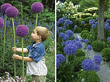 Аллиум, или декоративный лук, — идеальный цветок для наших широт. Участок преобразился!