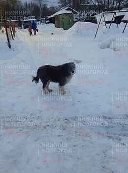 Бездомная собака нападает на жителей поселка Октябрьский на Бору