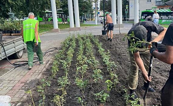 В Курске в парке Дзержинского высадят 1500 роз