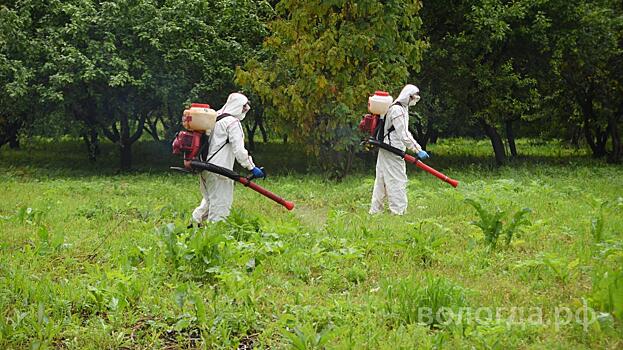 В Вологде почти 16 га территории, где растет борщевик, обработали специальным составом