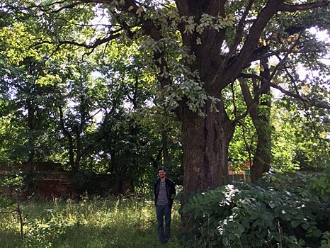 В Торжке двухсотлетний дуб признали памятником природы
