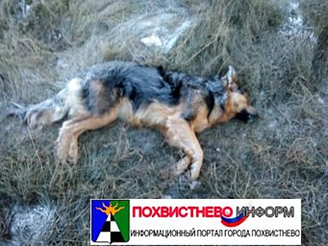 «Остановите живодеров!»: в Самарской области пожаловались на отлов животных