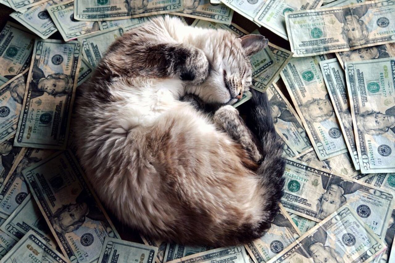 Кот с деньгами рисунок