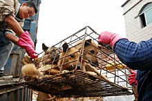 Запрет на мясо собак: Южная Корея демонстрирует свою лояльность Западу через отказ от собственных традиций
