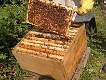 В Сибири разработали устройство мониторинга состояния ульев