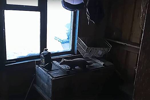 «Хозяин тайги» навел суету в российском заповеднике и попал на видео