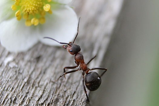 Как избавиться от муравьев дома или в саду: быстрые и эффективные средства