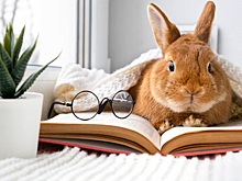 Любопытные, справедливые и обаятельные: кто из знаменитостей олицетворяет символ года