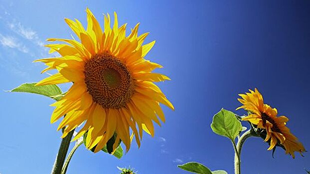 В Тамбовской области собран рекордный урожай подсолнечника