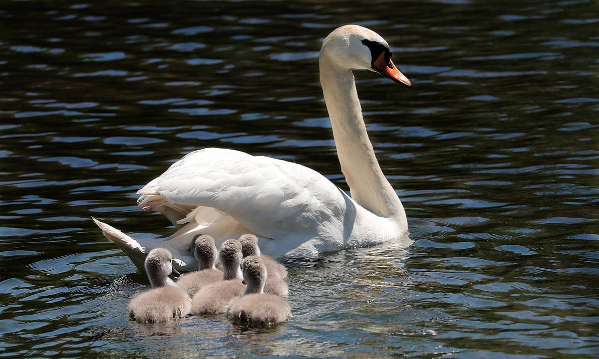 В Смоленске спасли семью лебедей из осушаемого водоема