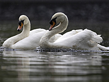 На пруд МНПЗ в Капотне вернулись лебеди после зимовки