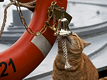 Бывший депутат Госдумы сообщил о 58 спасенных моряках крейсера «Москва» из 510 человек