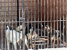 «Лай, вой, невыносимый запах»: в Башкирии жители села пожаловались на соседство со 120 животными