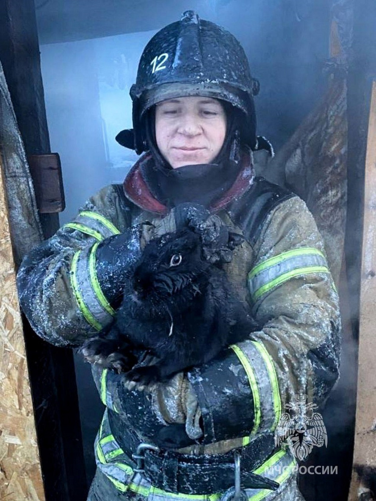 Курганские пожарные спасли домашних животных от гибели в огне