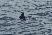 Очередную акулу заметили у берегов Приморья
