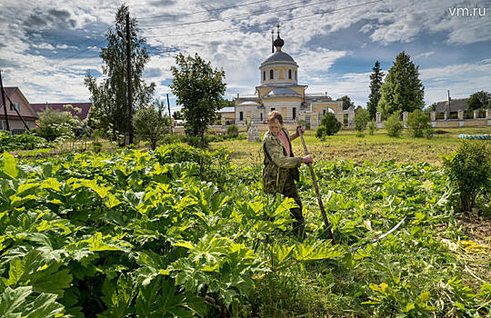 Смертельный поцелуй борщевика