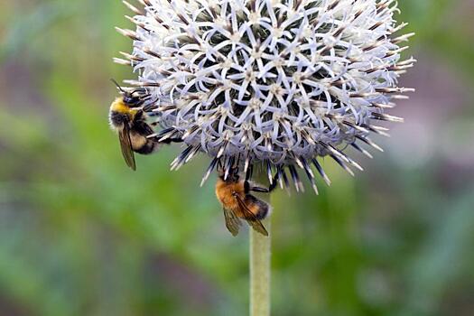 Ежегодно 500 тыс. человек умирают в связи с сокращением количества пчел и бабочек — исследование