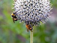 Ежегодно 500 тыс. человек умирают в связи с сокращением количества пчел и бабочек — исследование