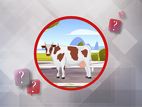 Как получить выплату по ОСАГО за ДТП с коровой или лошадью?
