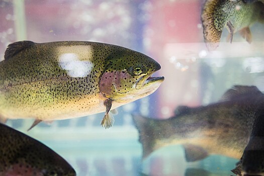 Контрольный пакет компании «Русский лосось» перешел к новому владельцу