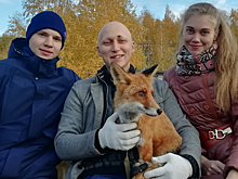 Прооперированного в клинике Ижевска сбитого лисенка оставили жить в Чайковском