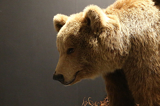 Министр природы призвал не паниковать из-за медведей в Новосибирской области