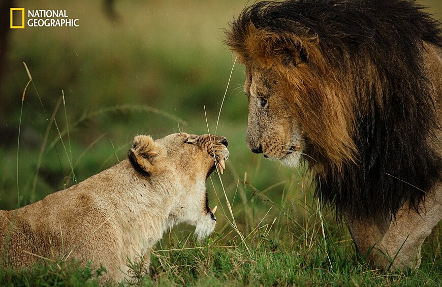 Провинившийся. Львица прогоняет льва в Масаи-Мара, Кения