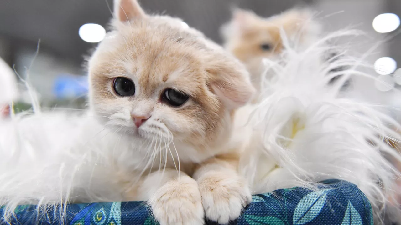 В ГД назвали цель закона о штрафах за несоблюдение правил содержания животных