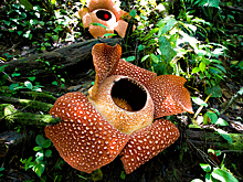 Самые странные растения в мире