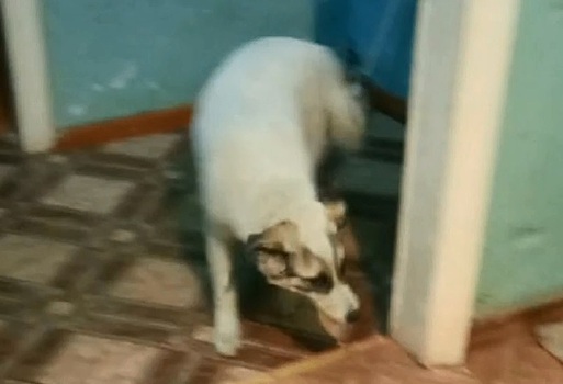 Волонтёры в Зее пытаются спасти собаку, которую хотят убить хозяева