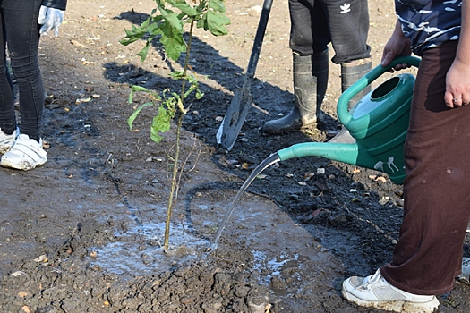 В Тверской области прошла акция по озеленению парка у музея в Оленино