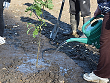 В Тверской области прошла акция по озеленению парка у музея в Оленино