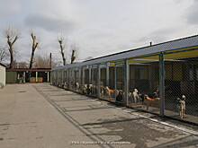 Спецбригада займется отловом синих собак в Дзержинске