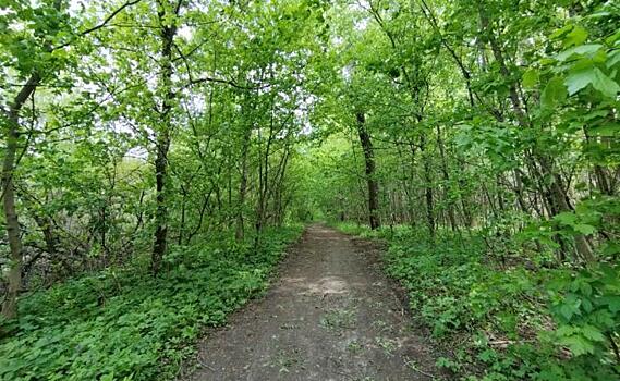 В Курской области лесовосстановительные работы проводились 280 гектарах
