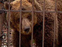Пензенцам рассказали, что делать при встрече с проснувшимся медведем