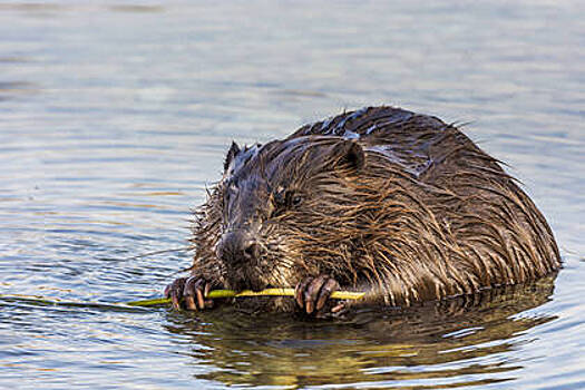 Огромный бобер набросился на россиянина
